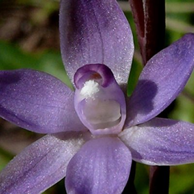 Thelymitra cyanapicata Fleurieu Peninsula. Credit: Bob Bates